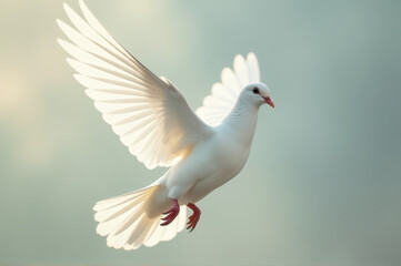 A white dove spreads its wings while flying high in the clear blue sky