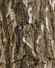 Illustration of Birch bark texture. The texture of birch bark. Birch bark background. Birch tree trunk, Betula pendula.
