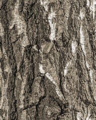 Illustration of Birch bark texture. The texture of birch bark. Birch bark background. Birch tree trunk, Betula pendula.