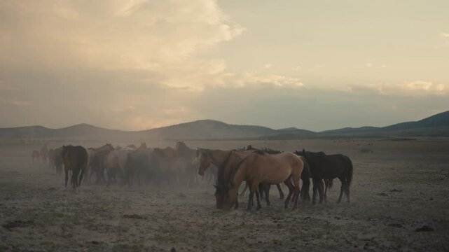 Wild horses running and grazing during sunset in the high desert mountains