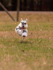 Happy Schnauzer dog running toward the camera in a grass field. 