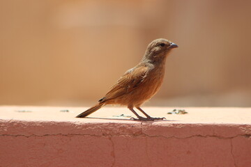A close-up shot of a small brown bird