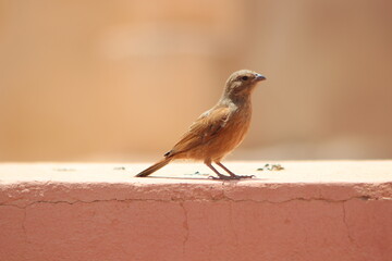 A close-up shot of a small brown bird