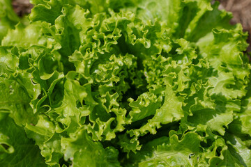 An organic lettuce growing in the vegetable patch with good texture.