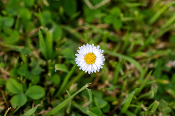 A single common daisy flower (Bellis perennis) on a green lawn.