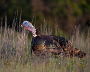 Male (Tom) Turkey displaying and gobbling during spring in the Wichita Mountains