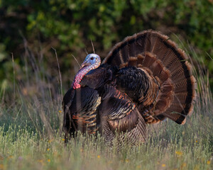 Male (Tom) Turkey displaying and gobbling during spring in the Wichita Mountains