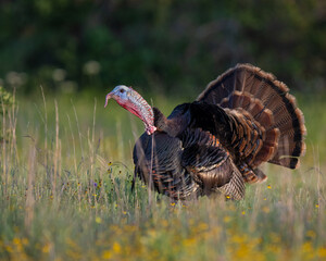 Male (Tom) Turkey displaying and gobbling during spring in the Wichita Mountains