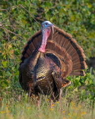Male (Tom) Turkey displaying and gobbling during spring in the Wichita Mountains