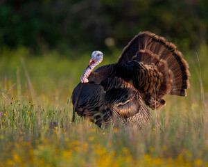 Male (Tom) Turkey displaying and gobbling during spring in the Wichita Mountains