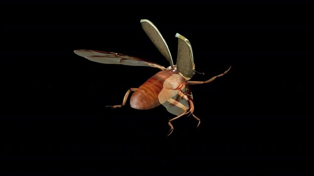 North American June Watermelon Beetle - Flying Loop - Aerial Back Side Angle Close Up View - Alpha Channel - Realistic naturalistic 3D animation isolated on transparent background with alpha channel