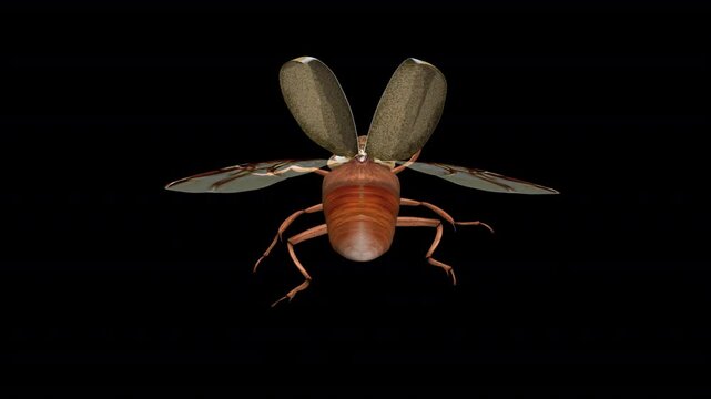 North American June Watermelon Beetle - Flying Loop - Aerial Top Back Close Up View - Alpha Channel - Realistic naturalistic 3D animation isolated on transparent background with alpha channel
