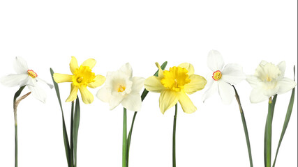 Beautiful aromatic daffodil flowers on white background