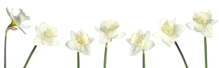 Fototapeta premium Aromatic daffodil flowers on white background, set
