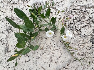Convolvulus arvensis, also known as field bindweed, growing on a rough stone wall. White...