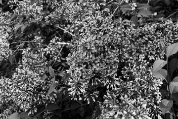 Syringa vulgaris (common lilac) flowers viewed closeup in black and white
