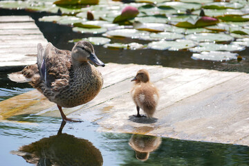 A female duck with cute little duckling at the wooden bridge in a pond covered with water lilies