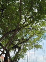 Fototapeta premium Tropical Foliage of Historic Malacca