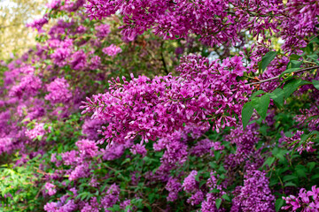 Syringa vulgaris (common lilac) purple flowers viewed closeup