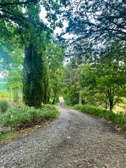 Fototapeta premium path in the woods