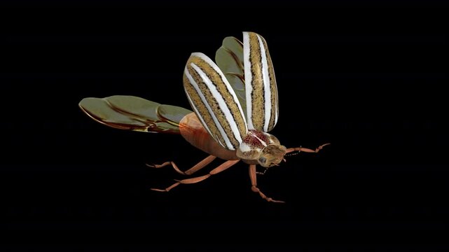 North American June Watermelon Beetle - Flying Loop - Aerial Front Side Angle Close Up View - Alpha Channel - Realistic naturalistic 3D animation isolated on transparent background with alpha channel