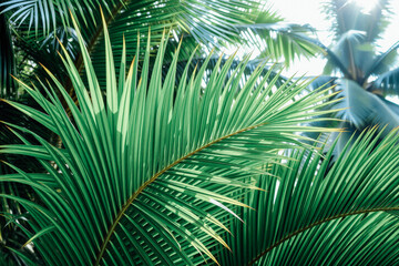 Closeup of Lush Tropical Palm Fronds
