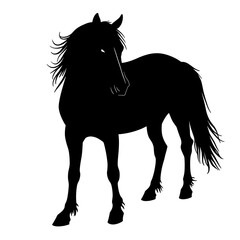 A striking silhouette of a powerful horse. It embodies grace, strength, and the untamed spirit of the wild. It's a timeless representation of freedom.