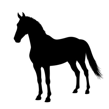 A majestic silhouette of a horse captured in minimalist artistry. This captivating image showcases the horse's powerful form and elegant poise against a backdrop of pure, unadulterated color.
