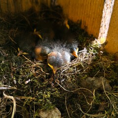 Obraz premium Closeup of baby birds sleeping in moss-lined wooden nest corner 
