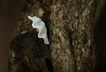 Coquillage de palourde posé sur un tronc d'arbre