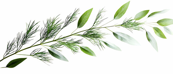 Fototapeta premium Delicate Green Branch with Leaves Against White Background