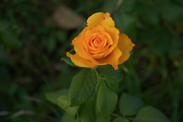 Pretty yellow roses in the garden close up. Cloweup photography of yellow roses.