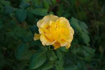 Pretty yellow roses in the garden close up. Cloweup photography of yellow roses.