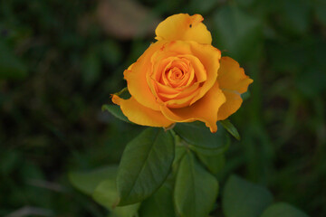 Pretty yellow roses in the garden close up. Cloweup photography of yellow roses.