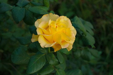Pretty yellow roses in the garden close up. Cloweup photography of yellow roses.