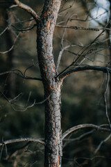 Lonely Pine Tree Trunk in Forest