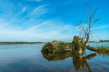 Sunny summer landscape on the lake. Picturesque dry branches and stumps sticking out of the water. Reflection of the sky and clouds in the water.