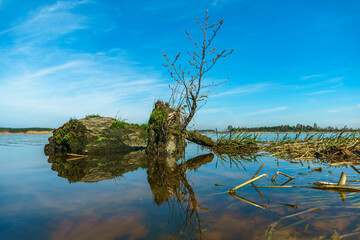 Sunny summer landscape on the lake. Picturesque dry branches and stumps sticking out of the water. Reflection of the sky and clouds in the water.