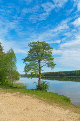 Sunny summer landscape on the lake. Reflection of the sky and clouds in the water. A valley of green trees on the shore of a lake. A concept for travel and camping.