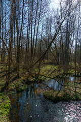 Sunny summer landscape in the forest. Growing trees in a swampy area. A picturesque little river flows through the forest between the trees.