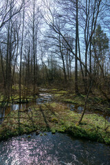 Sunny summer landscape in the forest. Growing trees in a swampy area. A picturesque little river flows through the forest between the trees.