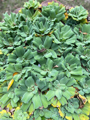 Bush of green small leaves in Thailand. Greening, Thai vegetation near temples, eternal summer.