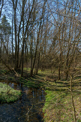 Sunny summer landscape in the forest. Growing trees in a swampy area. A picturesque little river flows through the forest between the trees.