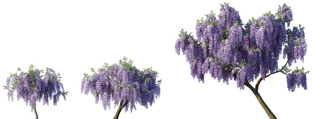 Set of Wisteria floribunda (common name Japanese wisteria) blooming trees frontal street png in...