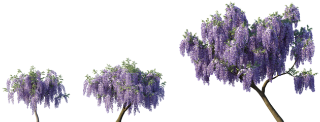 Set of Wisteria floribunda (common name Japanese wisteria) blooming trees frontal street png in sunny daylight on a transparent background perfectly cutout	