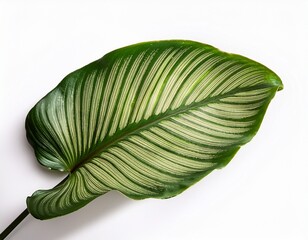 calathea foliage exotic tropical leaf isolated on white background
