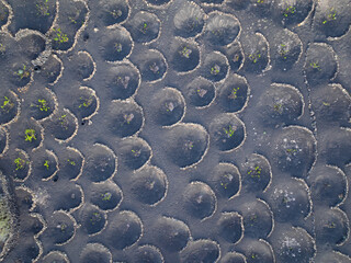 AERIAL TOP DOWN: Rounded stone walls protecting young grapevines planted in black volcanic soil at...