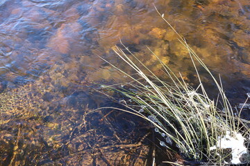 Shallow Water with Aquatic Plants and Sunlight Reflections on Rocky Bottom