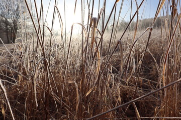 Obraz premium Frosty Grass in Morning Sunlight with Misty Trees in the Background