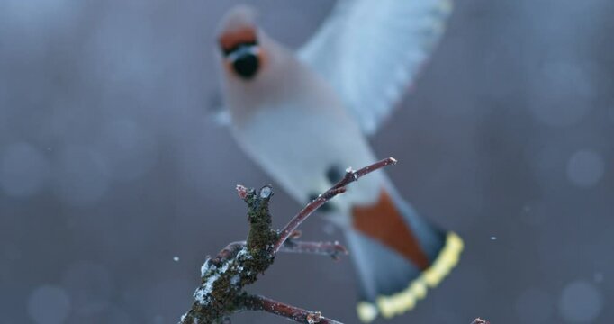 Waxwing Seidenschwanz Zeitlupe